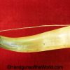 Powder, Horn, Brass, Engraved, End Cap, Original, Collectible, English, British, England, Britain, Old, Vintage, Real, Blackpowder, Black powder, BP